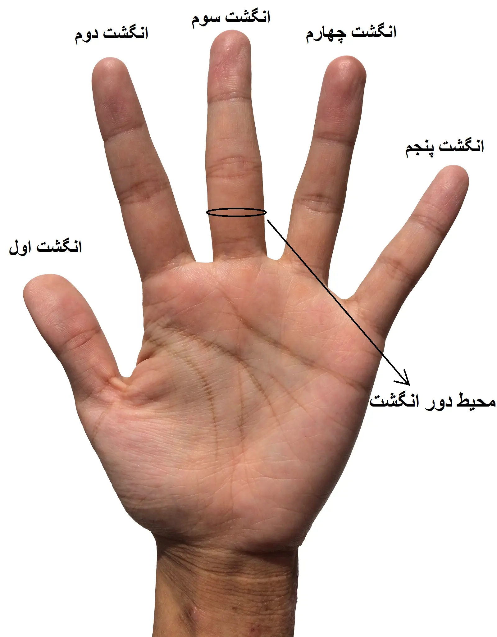 اسپلینت داینامیک انگشت دست